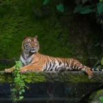 Royal-Manas-National-Park